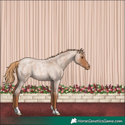 Horse Color:Red Roan Appaloosa 