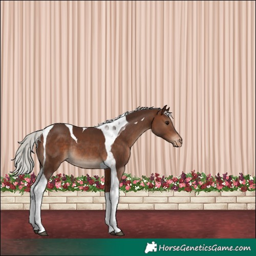 Horse Color:Silver Brown Tobiano Appaloosa Rabicano 