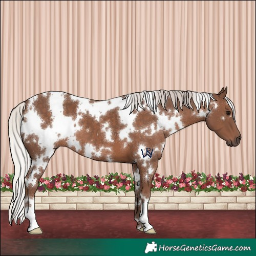 Horse Color:White Spotted Silver Black