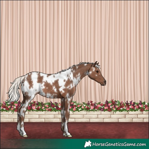 Horse Color:White Spotted Silver Black 
