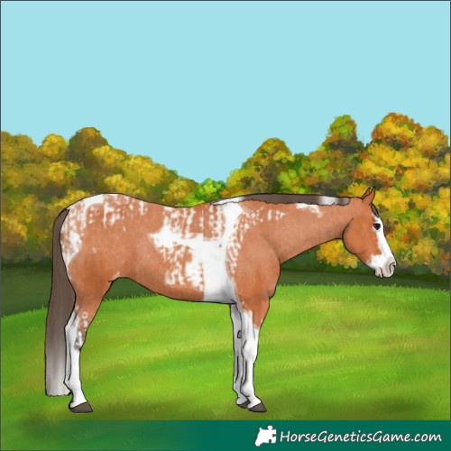 Horse Color:Bay Splash Tobiano Appaloosa  and Bay Splash Tobiano Appaloosa Rabicano 