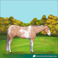 Horse Color:Bay Splash Tobiano Varnish  and Bay Splash Tobiano Varnish Rabicano 