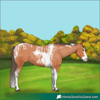 Horse Color:Bay Splash Tobiano Appaloosa  and Bay Splash Tobiano Appaloosa Rabicano 