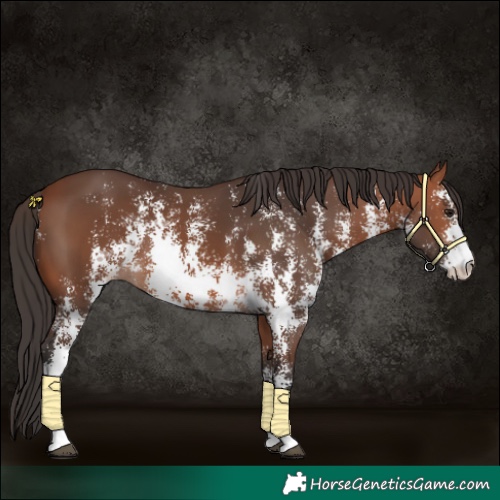 Horse Color:Bay Sabino 