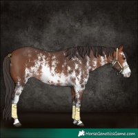 Horse Color:Bay Sabino