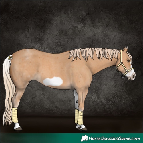Horse Color:White Spotted Chestnut Sabino Frame 