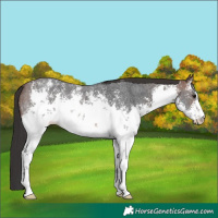 Horse Color:White Spotted Brown Sabino Rabicano