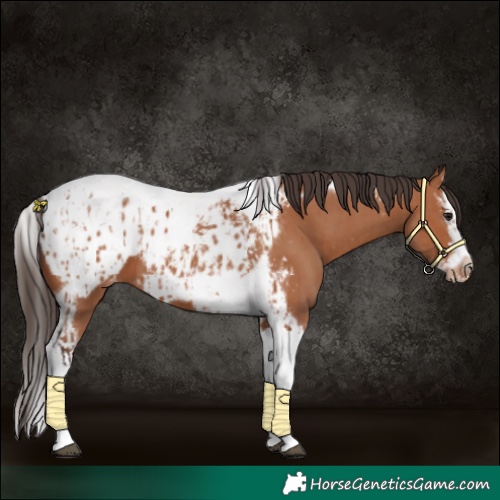 Horse Color:Bay Splash Tobiano Blanket and Bay Splash Tobiano Frame Blanket