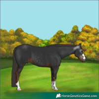 Horse Color:Gray Liver Chestnut