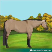 Horse Color:Gray White Spotted Liver Red Dun Rabicano 