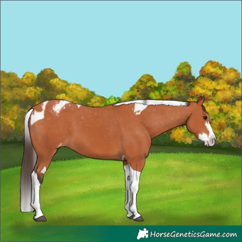 Horse Color:Bay Splash Tobiano Appaloosa  and Bay Splash Tobiano Appaloosa 