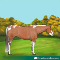 Horse Color:Bay Splash Tobiano Appaloosa  and Bay Splash Tobiano Appaloosa 