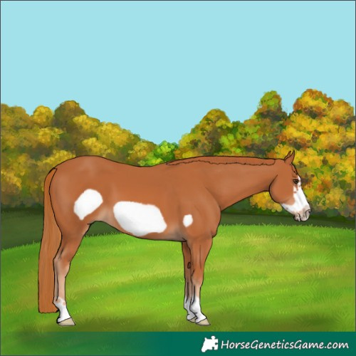 Horse Color:Chestnut Frame