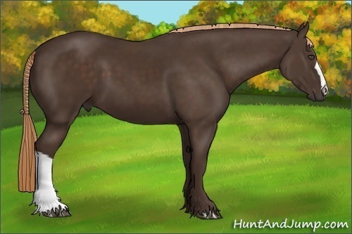 Horse Color:Liver Chestnut 