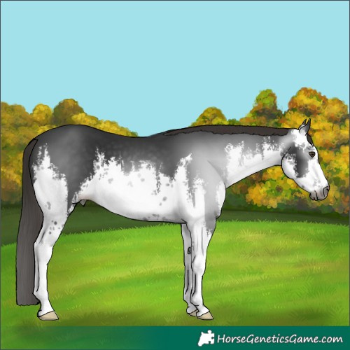 Horse Color:Gray White Spotted Liver Chestnut 
