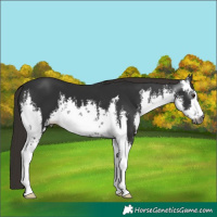 Horse Color:Gray White Spotted Liver Chestnut