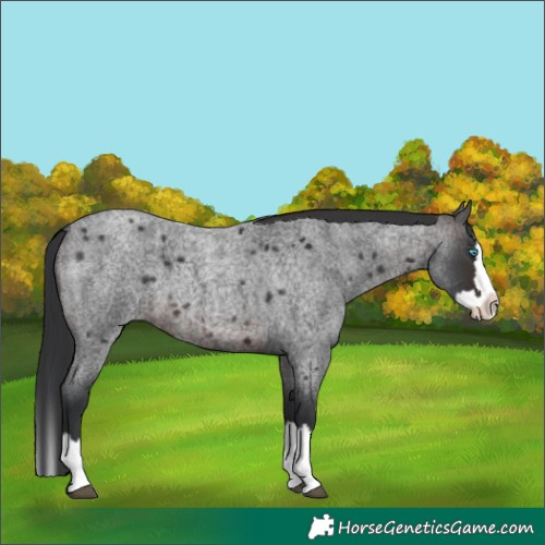 Horse Color:Brown Roan Splash