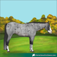 Horse Color:Brown Roan Splash 