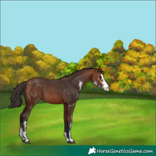 Horse Color:Bay Sabino 