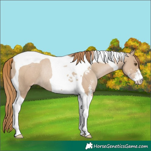 Horse Color:Grullo Pearl Sabino Tobiano Appaloosa Rabicano