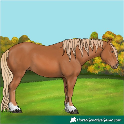 Horse Color:Unknown 