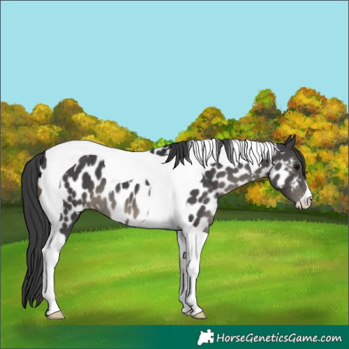 Horse Color:Black Tobiano Near Leopard 