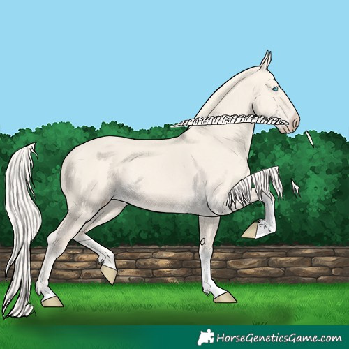 Horse Color:Cremello Dun Tobiano