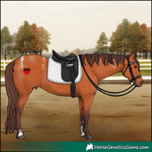 Horse Color:Powder White Chocolate Bay