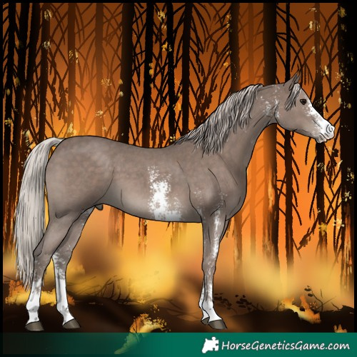 Horse Color:Silver Black Sabino 
