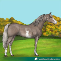 Horse Color:Silver Black Sabino 