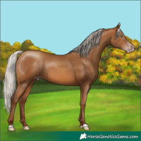 Horse Color:Gray Silver Amber Champagne