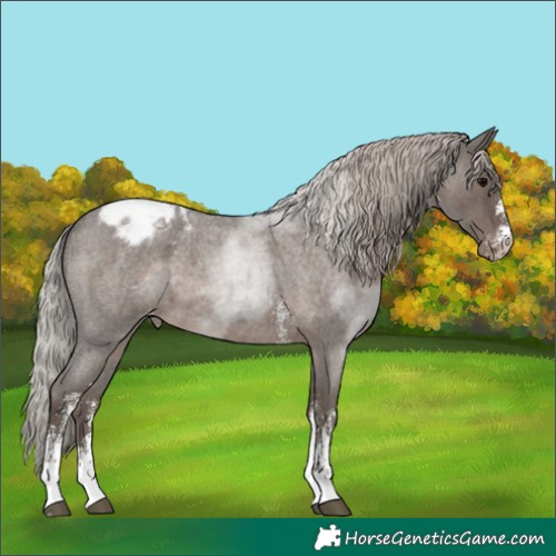 Horse Color:Silver Blue Roan Sabino Appaloosa
