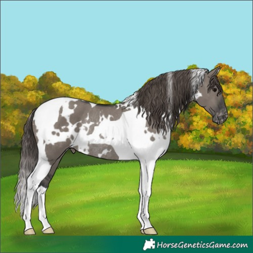 Horse Color:White Spotted Grullo Tobiano Appaloosa Rabicano