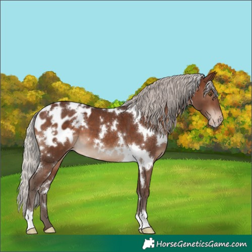 Horse Color:White Spotted Silver Brown Appaloosa