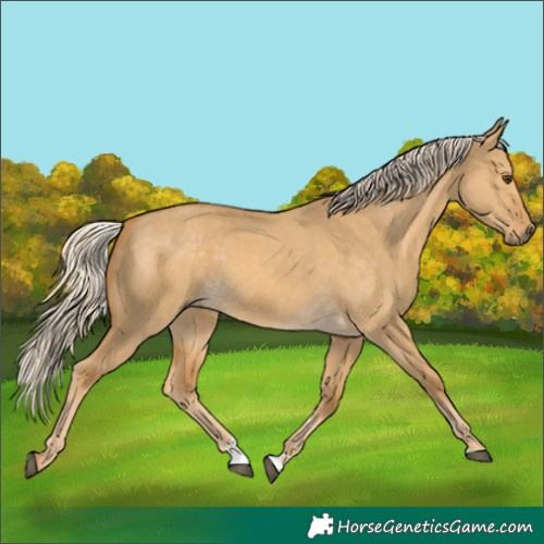 Horse Color:Palomino Dun