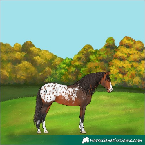 Horse Color:Bay Appaloosa 