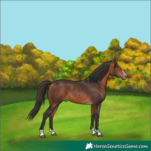 Horse Color:Bay 