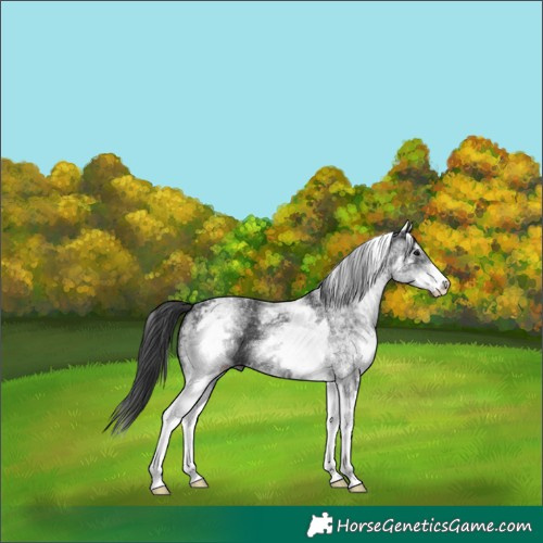 Horse Color:White Spotted Black 