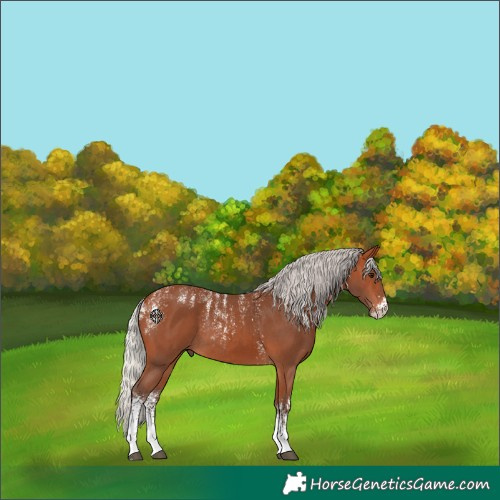 Horse Color:Powder White Silver Bay Sabino Rabicano 