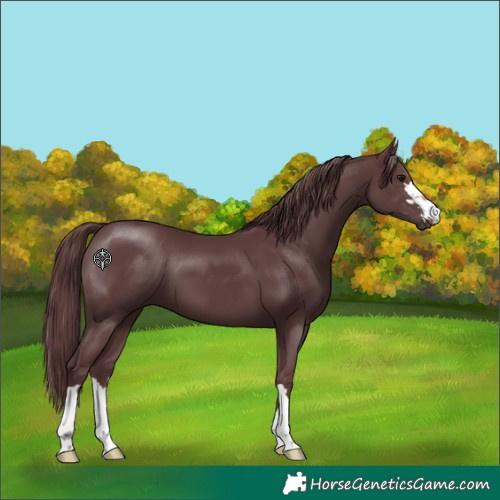 Horse Color:Chocolate Black 