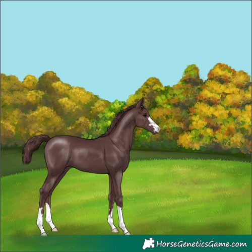 Horse Color:Chocolate Black 