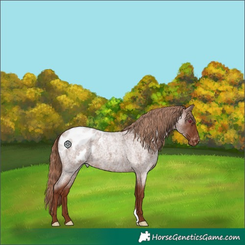 Horse Color:Red Roan Blanket