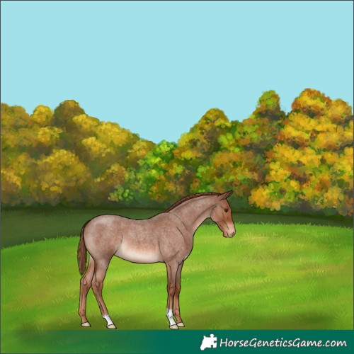 Horse Color:Red Roan Appaloosa 