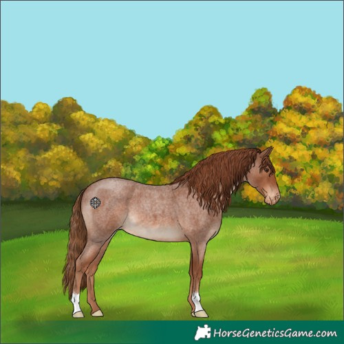Horse Color:Red Roan Varnish 