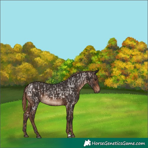Horse Color:Bay Roan  and Liver Chestnut 