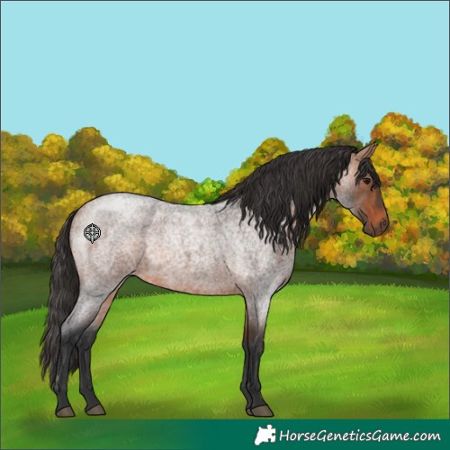 Horse Color:Bay Roan
