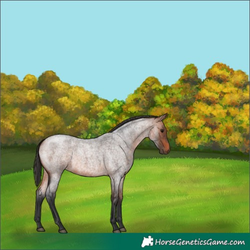 Horse Color:Bay Roan 