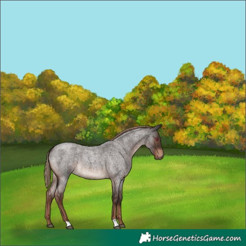 Horse Color:Liver Red Roan 