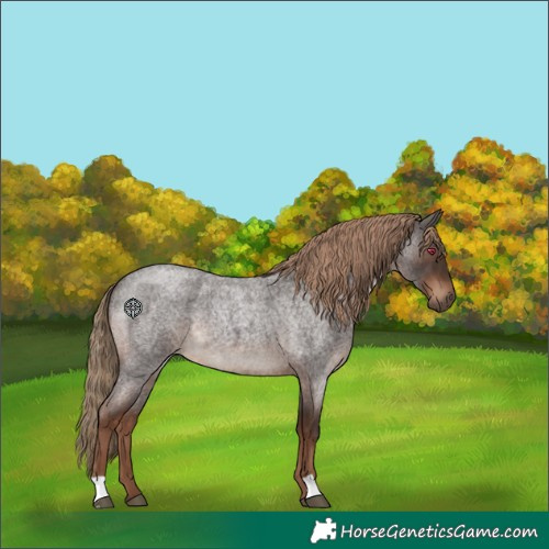 Horse Color:Liver Red Roan