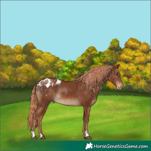 Horse Color:Chestnut Appaloosa
